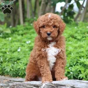 Teddy F1BB, Mini Goldendoodle Puppy